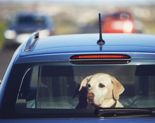Pies w zatrzaśniętym samochodzie. Co robić?
