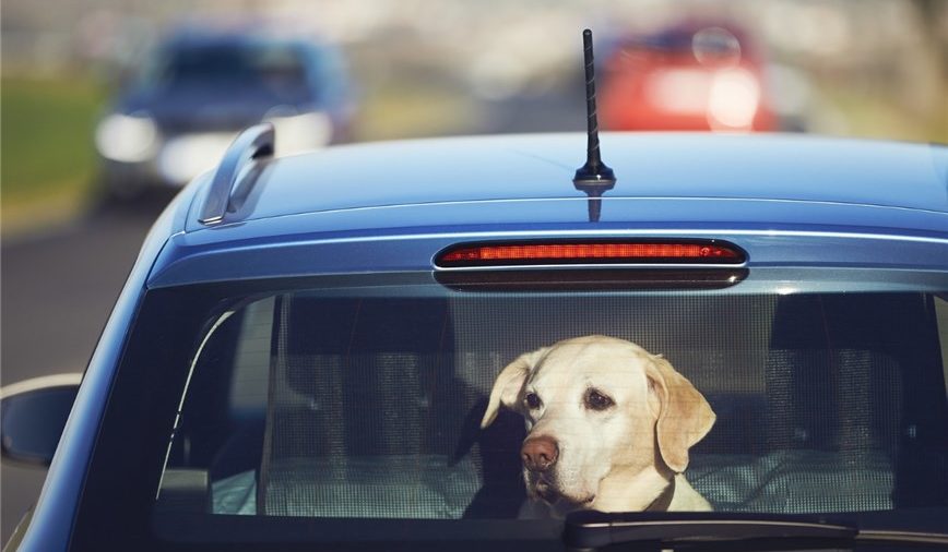 Pies w zatrzaśniętym samochodzie. Co robić?